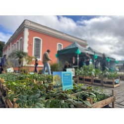 Dia da Troca Consciente na Praça do Museu de Campo Largo arrecadou cerca de 2,1 toneladas de resíduos